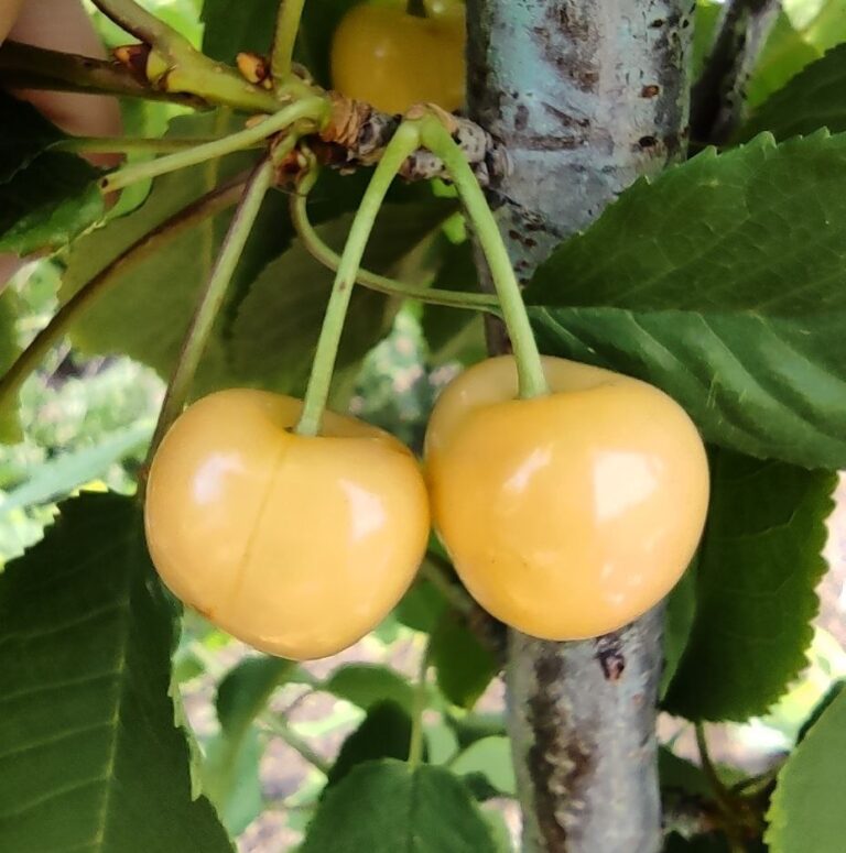 Жовта вишня