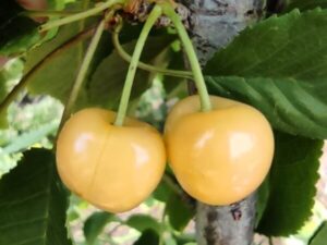 Жовта вишня