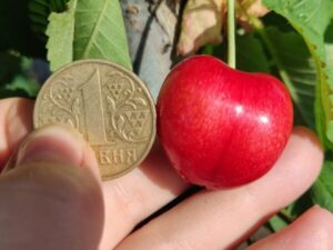 ред гігант Ред Гігант