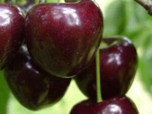 канадський гігант Канадський гігант