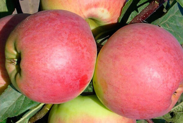 Світ Кароліна