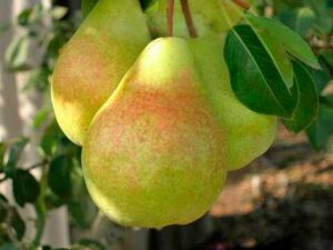 Дельбар РХ Дельбар RX