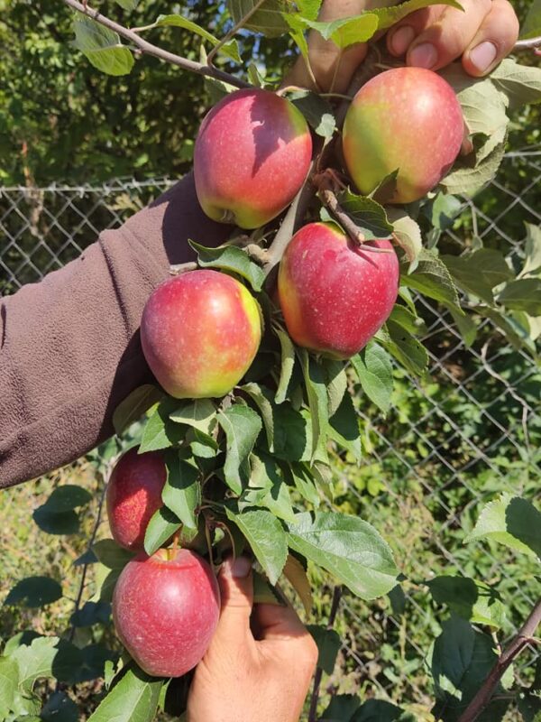 Сінап Алматинський