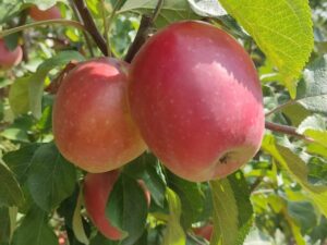 Сінап Алматинський