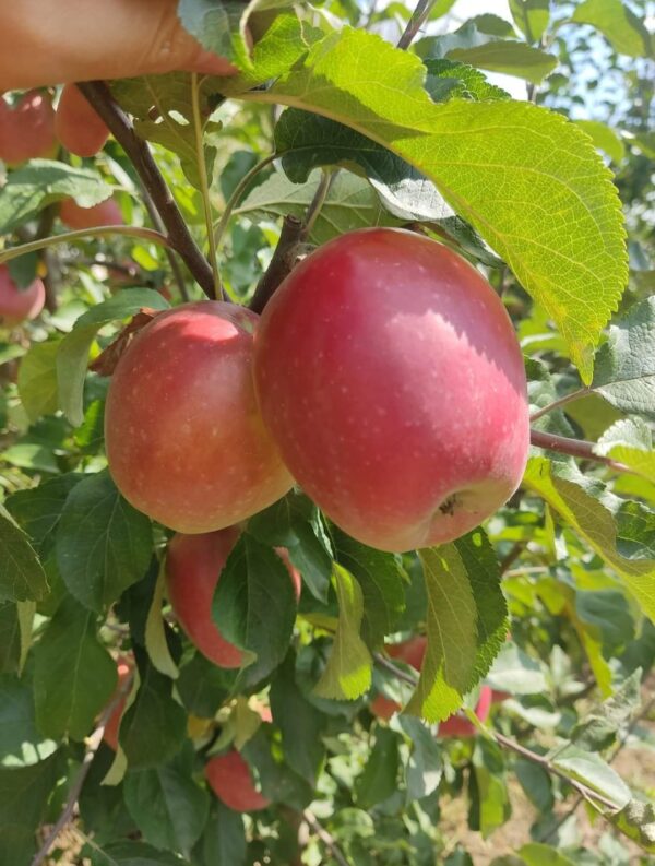 Сінап Алматинський