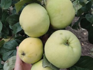 Антонівка 600 (Півторафунтовка)