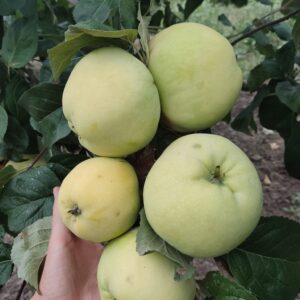 Антонівка 600 (Півторафунтовка)