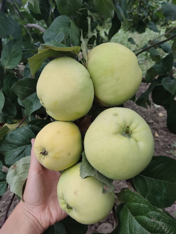 Антонівка 600 (Півторафунтовка)