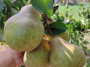 IMG_20240906_142145 Платонівська