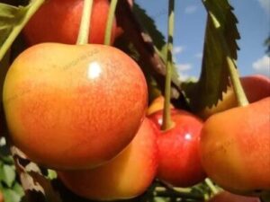 Присадибна Присадибна