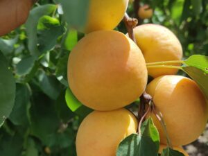 474089014_1464146387876376_6592607769184367581_n Фелпс