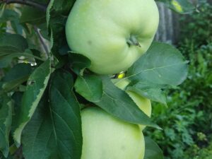 Донешта (Буравиця)