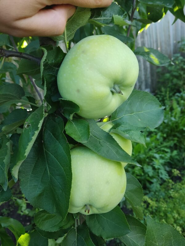 Донешта (Буравиця)