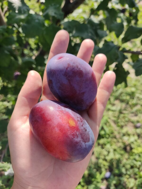 474484514_1464149714542710_1448734065650966333_n Ненька