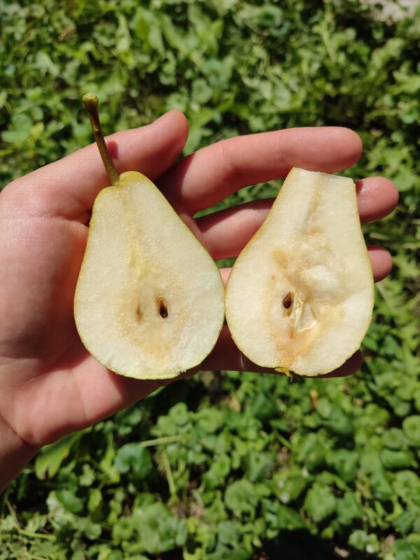 Юнська Лєпотіка