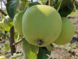 Папіровка (Білий Налив)