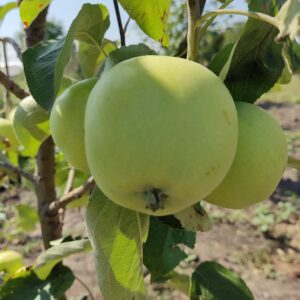 Папіровка (Білий Налив)