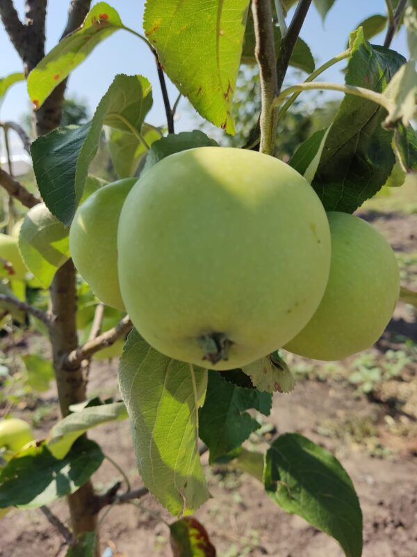 Папіровка (Білий Налив)