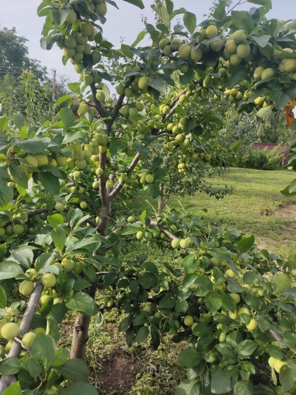 Ренклод ранній