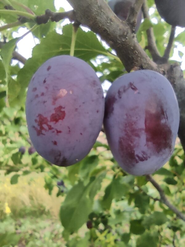 474607792_1464149494542732_2771699655346095646_n Ненька