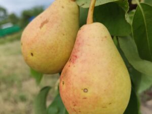 474739869_1464139601210388_758302874995437606_n Юнська Лєпотіка