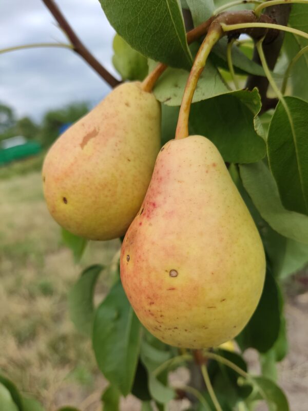 Юнська Лєпотіка