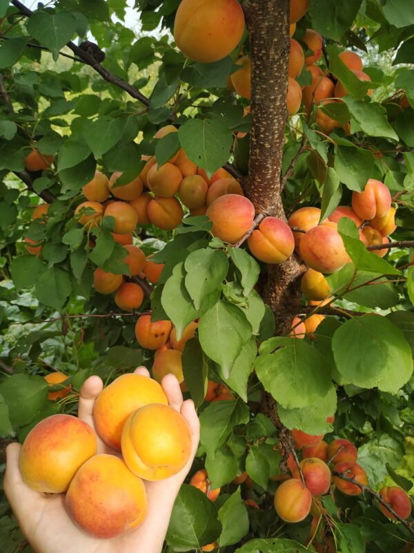 Київський красень