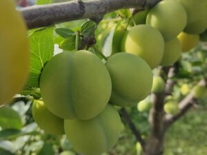 Ренклод ранній