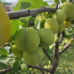 Ренклод ранній