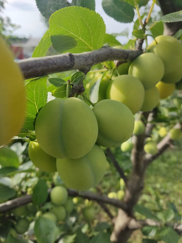 Ренклод ранній