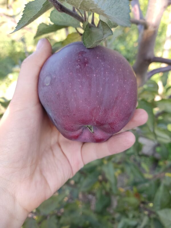 475019053_1466672724290409_2277627637448709083_n Жеромін