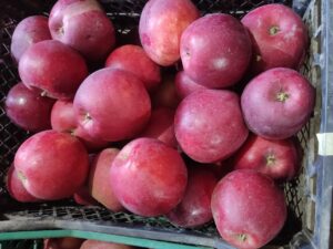 475136544_1467576727533342_7947315816368408219_n (1) Ред Джонанринц (Чорний Принц)