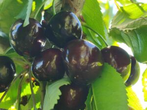 IMG_20240612_183210 Прощальна