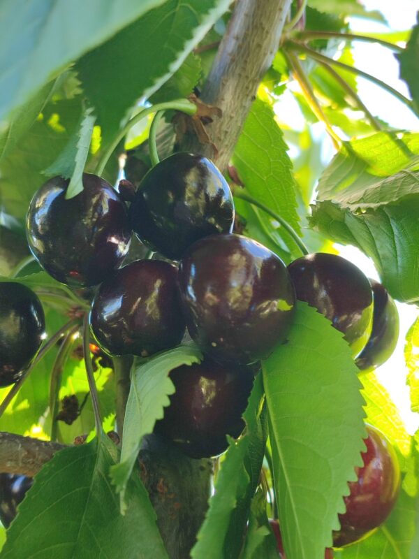 IMG_20240612_183210 Прощальна