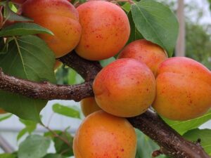 IMG_20240616_163739 Ерлі Блаш