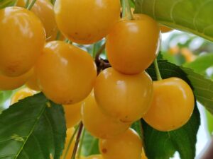 IMG_20240616_164622 Дачниця