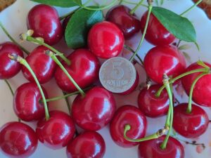 Донецький велетень