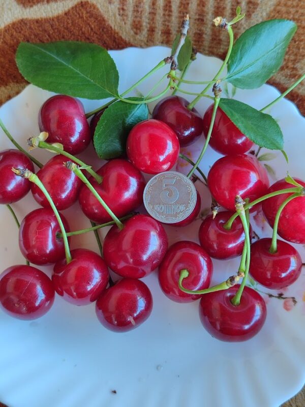 Донецький велетень