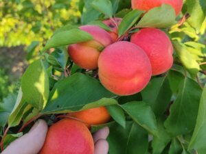 IMG_20240629_192125 Сільвер Кот