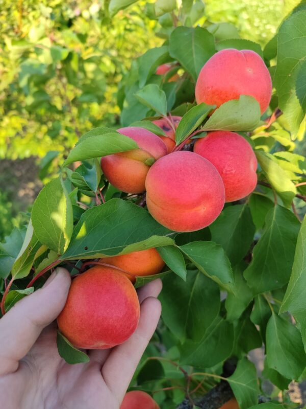 Сільвер Кот