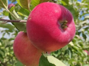 Ерлі Женева