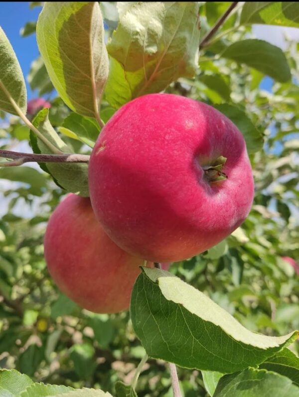 Ерлі Женева