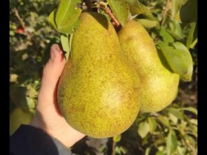 IMG_20240703_193624 Вижниця