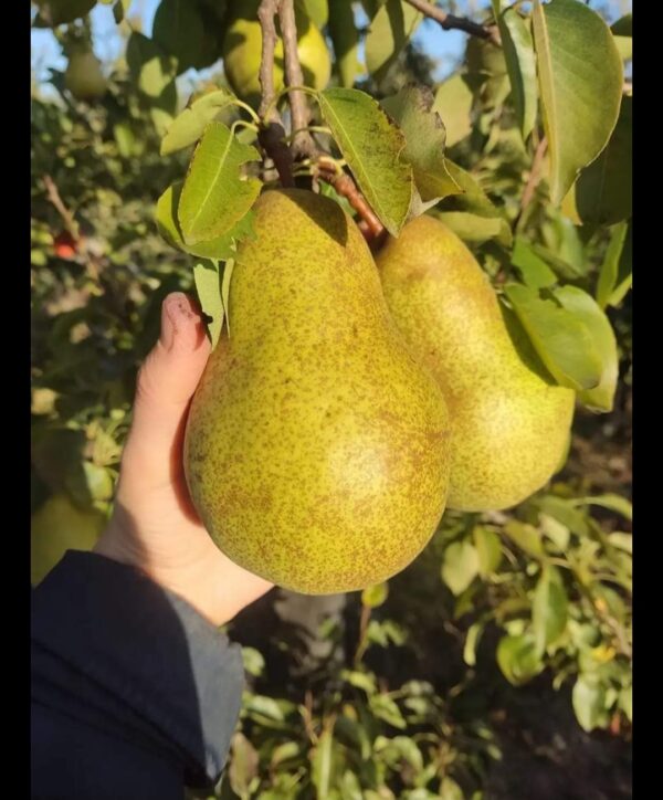 IMG_20240703_193624 Вижниця