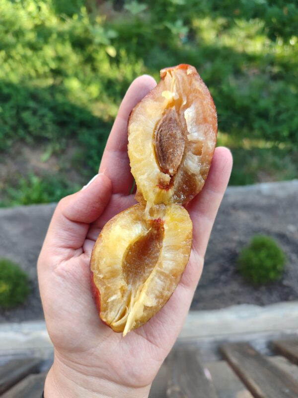 Киргизька превосходна