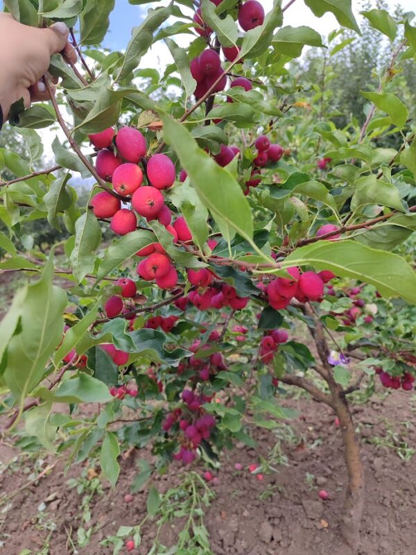 Долго (Райські яблучка)