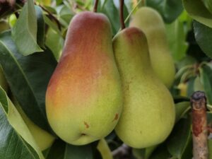 IMG_20240904_111022 Талгарська Красуня