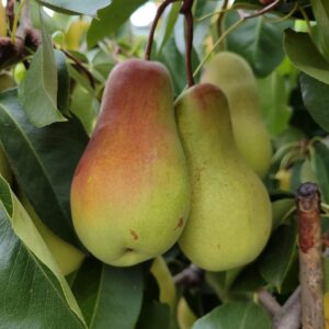 Талгарська Красуня