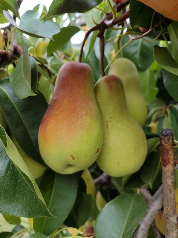 IMG_20240904_111022 Талгарська Красуня