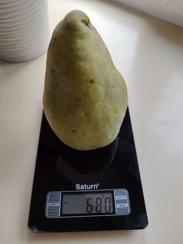 Мадам Балле